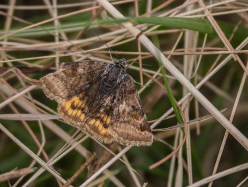 Euclidia glyphica